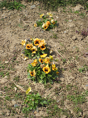 pansy mulched